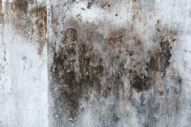 Best Mold Damage Restoration  in Pleasantville, IA