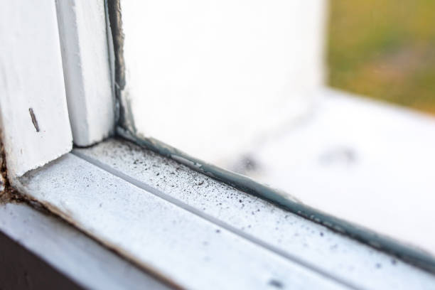 Best Environmental Consulting for Mold Prevention  in Pleasantville, IA
