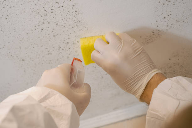 Best Indoor Air Quality Assessment  in Pleasantville, IA