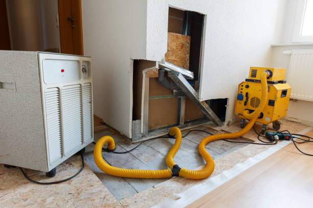 Best Black Mold Removal  in Pleasantville, IA