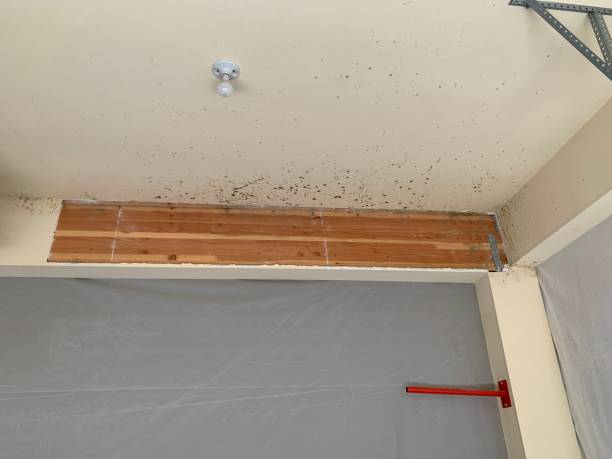 Mold Documentation for Insurance Claims in Pleasantville, IA
