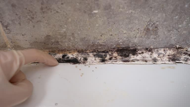 Best Residential Mold Inspection & Testing  in Pleasantville, IA