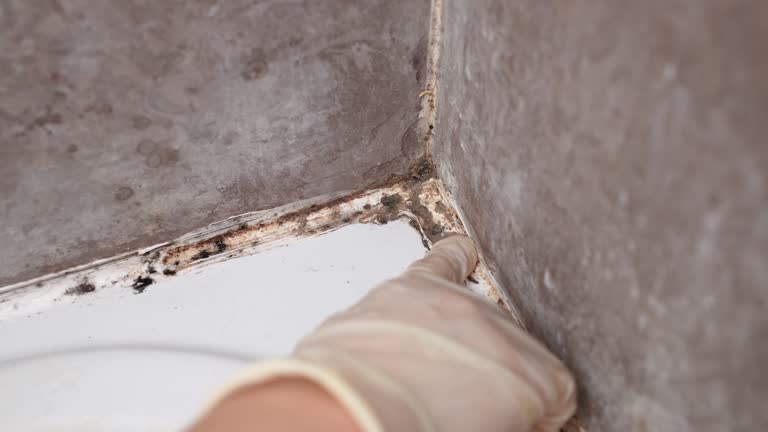 Best Industrial Mold Remediation  in Pleasantville, IA